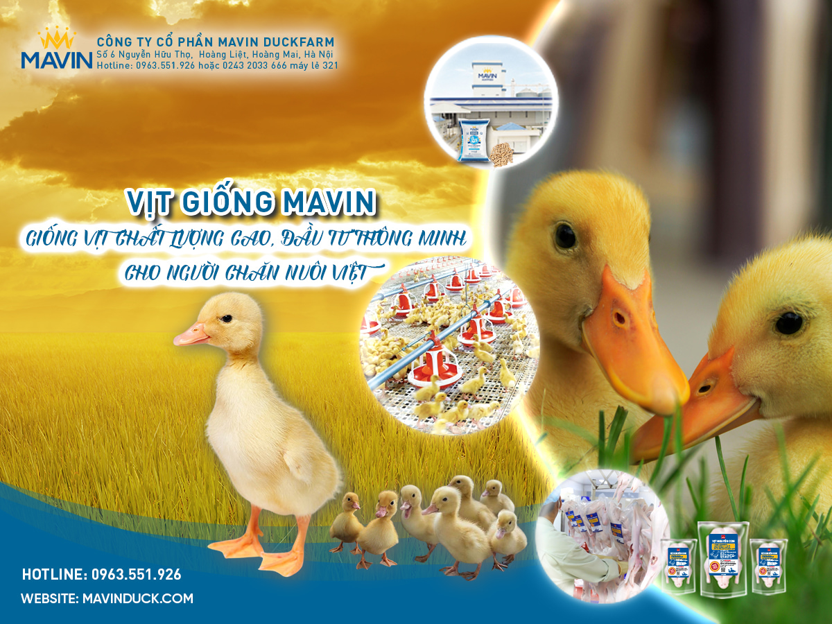Vịt Giống Mavin – Lựa Chọn Tin Cậy Cho Người Chăn Nuôi Hiệu Quả.