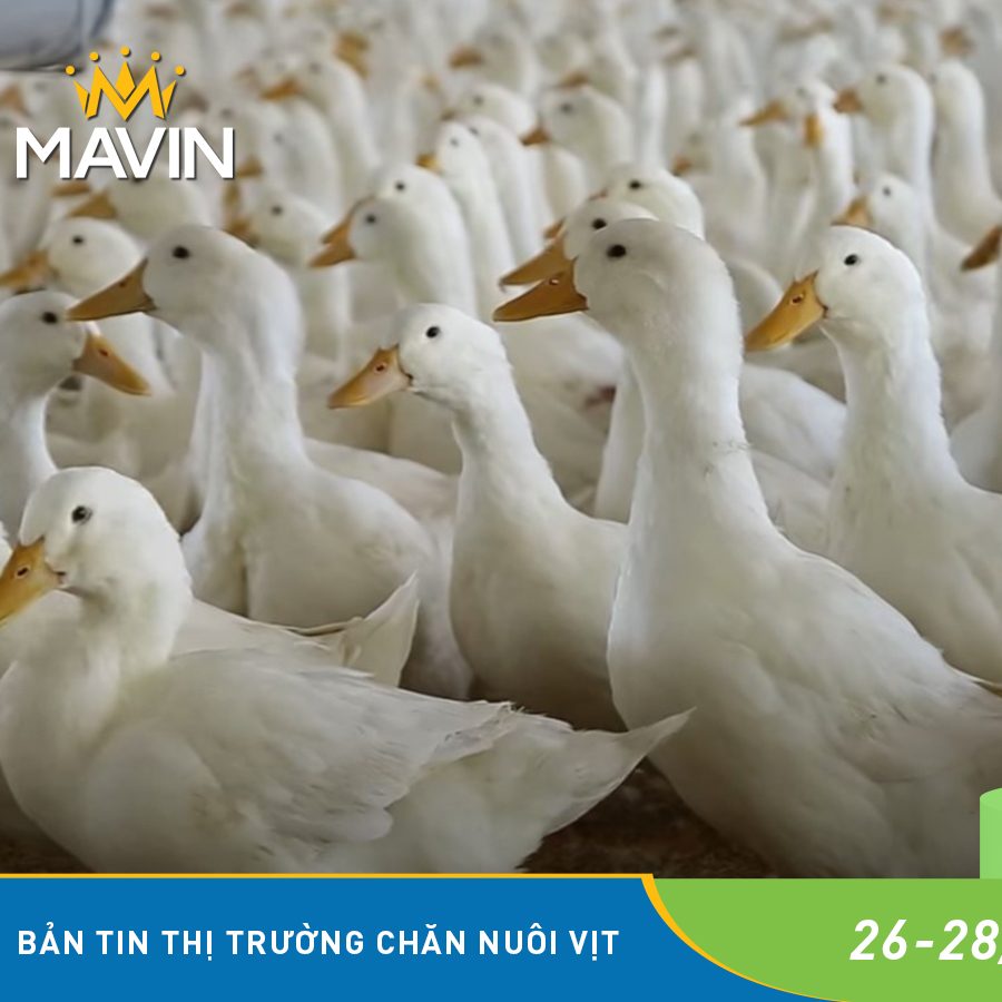 Bản Tin Thị Trường Chăn Nuôi Vịt Tuần Qua.